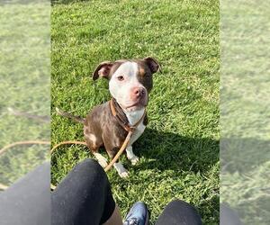 Staffordshire Bull Terrier-Unknown Mix Dogs for adoption in Louisville, KY, USA