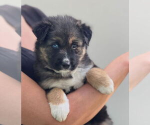 Bernese Mountain Dog-Unknown Mix Dogs for adoption in Dana Point, CA, USA