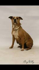 American Pit Bull Terrier Dogs for adoption in Broken Arrow, OK, USA