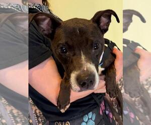 Mutt Dogs for adoption in Tulsa, OK, USA