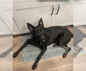 German Shepherd Dog-Unknown Mix Dogs for adoption in Mission Viejo, CA, USA