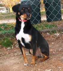 Chipin Dogs for adoption in Benton, AR, USA
