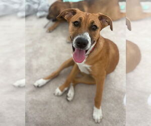 German Shepherd Dog Dogs for adoption in San Bernardino , CA, USA