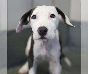 American Staffordshire Terrier-Unknown Mix Dogs for adoption in San Antonio, TX, USA