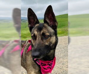 Mutt Dogs for adoption in Salinas, CA, USA