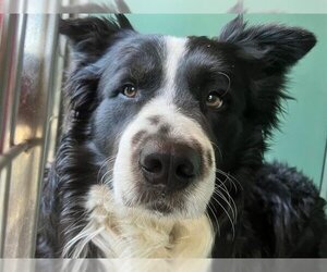 Border Collie Dogs for adoption in Moreno Valley, CA, USA