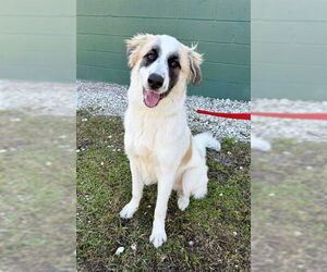 Anatolian Pyrenees Dogs for adoption in Naples, FL, USA