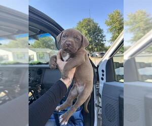 Black Mouth Cur Dogs for adoption in Oklahoma City, OK, USA