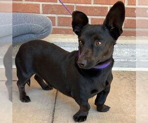Dachshund-Unknown Mix Dogs for adoption in Carrollton, TX, USA