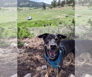 Border Collie-Unknown Mix Dogs for adoption in Fort Collins, CO, USA