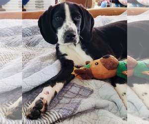 Pointer-Unknown Mix Dogs for adoption in Dahlgren, VA, USA