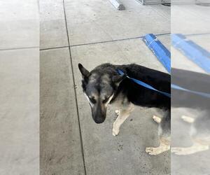 German Shepherd Dog Dogs for adoption in Bakersfield, CA, USA