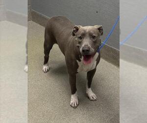 American Pit Bull Terrier-Unknown Mix Dogs for adoption in Las Vegas, NV, USA