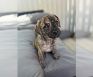 Black Mouth Cur-Dachshund Mix Dogs for adoption in Royal Palm Beach, FL, USA