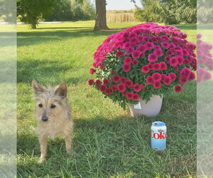 Mutt Dogs for adoption in Mukwonago, WI, USA