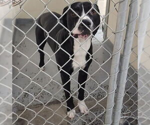 Labrador Retriever-Unknown Mix Dogs for adoption in Anchorage, AK, USA