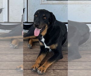 Rottweiler-Unknown Mix Dogs for adoption in Winter Park, CO, USA