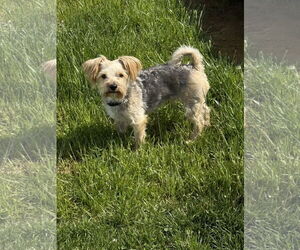 Mutt Dogs for adoption in Sykesville, MD, USA