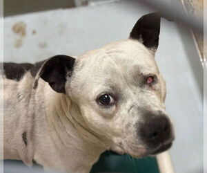 Mutt Dogs for adoption in Tulsa, OK, USA