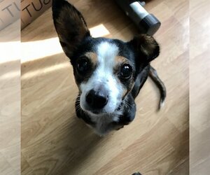 Rat Terrier Dogs for adoption in Victorville, CA, USA