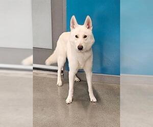 German Shepherd Dog Dogs for adoption in San Martin, CA, USA