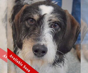 German Shorthaired Pointer-Unknown Mix Dogs for adoption in Huntley, IL, USA