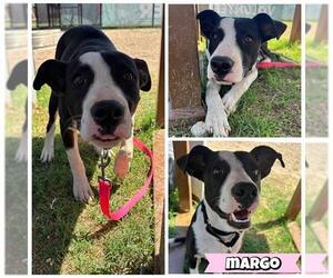 American Staffordshire Terrier-Unknown Mix Dogs for adoption in San Antonio, TX, USA