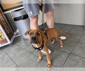 Medium Photo #1 Boxer Puppy For Sale in San Antonio, TX, USA