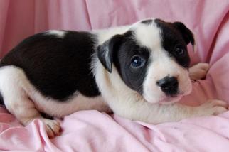 Medium Photo #1 American Pit Bull Terrier-Labrador Retriever Mix Puppy For Sale in Richmond, IN, USA