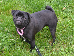 Pug Dogs for adoption in Akron, OH, USA