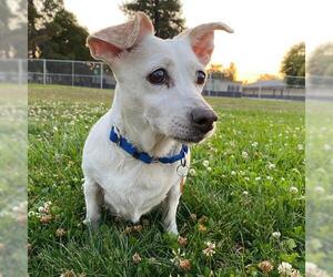 Chiweenie Dogs for adoption in Sunnyvale, CA, USA