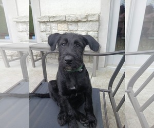 Labrador Retriever-Unknown Mix Dogs for adoption in Columbus, IN, USA