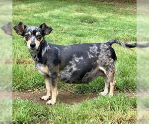 Dachshund Dogs for adoption in Opelika, AL, USA