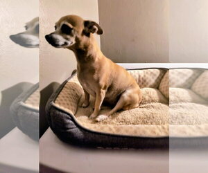 Chihuahua-Unknown Mix Dogs for adoption in Grafton, WI, USA