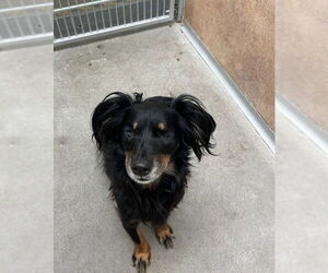 - Mix Dogs for adoption in Petaluma, CA, USA