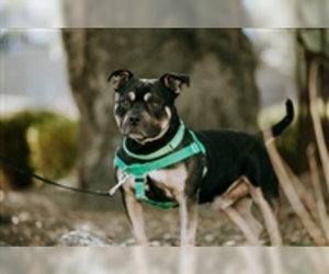 American Bulldog Dogs for adoption in Salinas, CA, USA