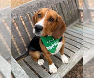 Beagle-Unknown Mix Dogs for adoption in Warrenton, VA, USA