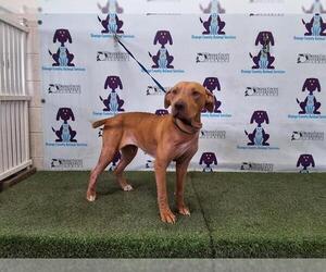 American Staffordshire Terrier Dogs for adoption in Orlando, FL, USA