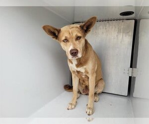 Huskies -Labrador Retriever Mix Dogs for adoption in Houston, TX, USA