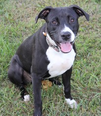 American Staffordshire Terrier Dogs for adoption in Westminster, MD, USA
