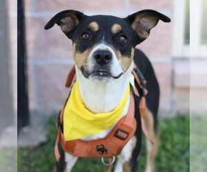 Mutt Dogs for adoption in San Antonio, TX, USA