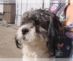 Shih Tzu Dogs for adoption in Stockton, CA, USA