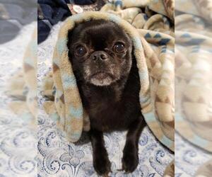Chug Dogs for adoption in McKinney, TX, USA