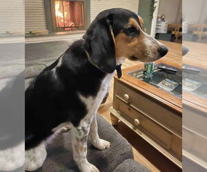 Beagle-Unknown Mix Dogs for adoption in Minneapolis, MN, USA