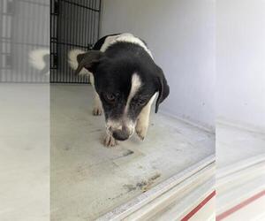 Chihuahua Dogs for adoption in Houston, TX, USA