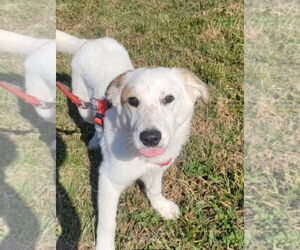 Collie-Unknown Mix Dogs for adoption in Corning, AR, USA