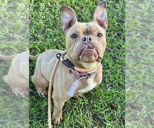 American Staffordshire Terrier-Bulldog Mix Dogs for adoption in Fort Lauderdale, FL, USA