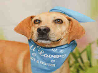 Labrador Retriever-Unknown Mix Dogs for adoption in Waynesville, NC, USA