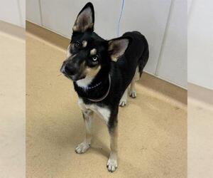 German Shepherd Dog-Siberian Husky Mix Dogs for adoption in Placerville, CA, USA