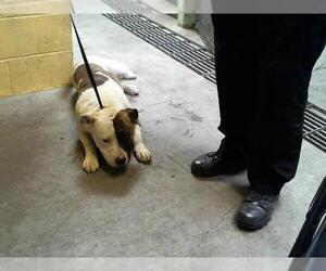 Medium Photo #1 American Pit Bull Terrier Puppy For Sale in Stockton, CA, USA